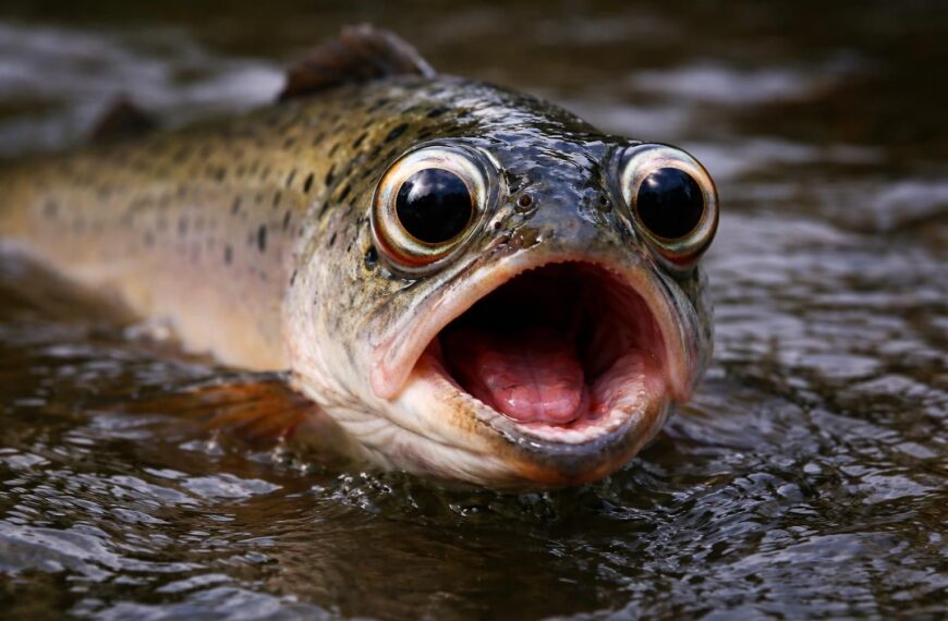 REPORT | Salmon On Cocaine?