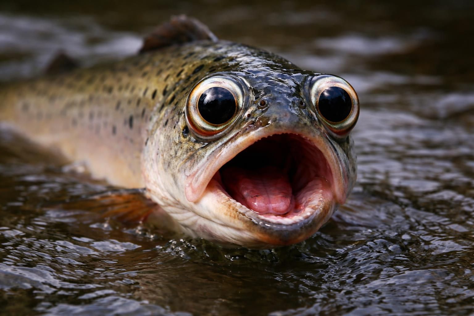 REPORT | Salmon On Cocaine?