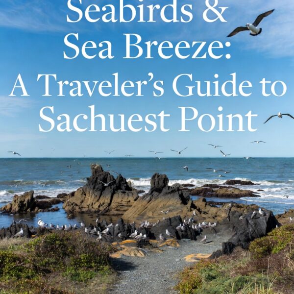 REPORT | Seabirds & Sea Breeze (Walking Video)