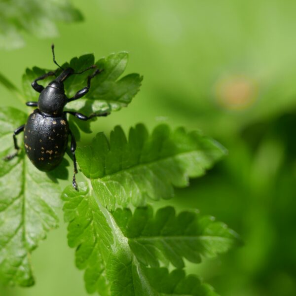 Report | Tiny Drones for Pest Control?