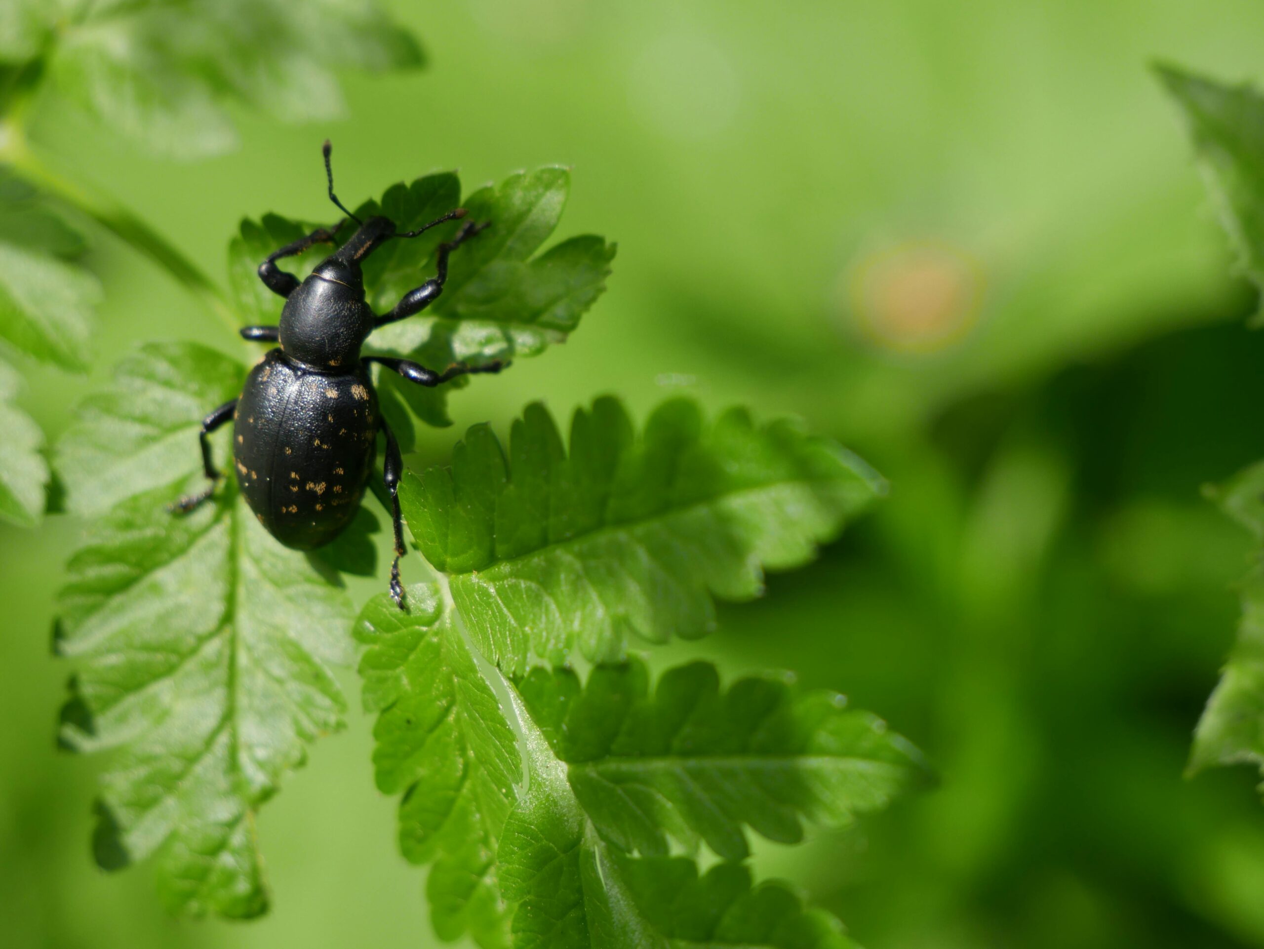 Report | Tiny Drones for Pest Control?