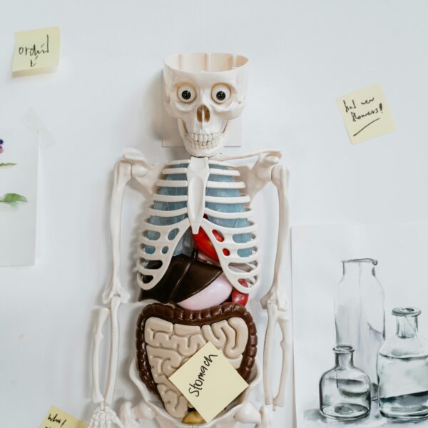 Report: The Role of Gut Viruses in Health and Disease