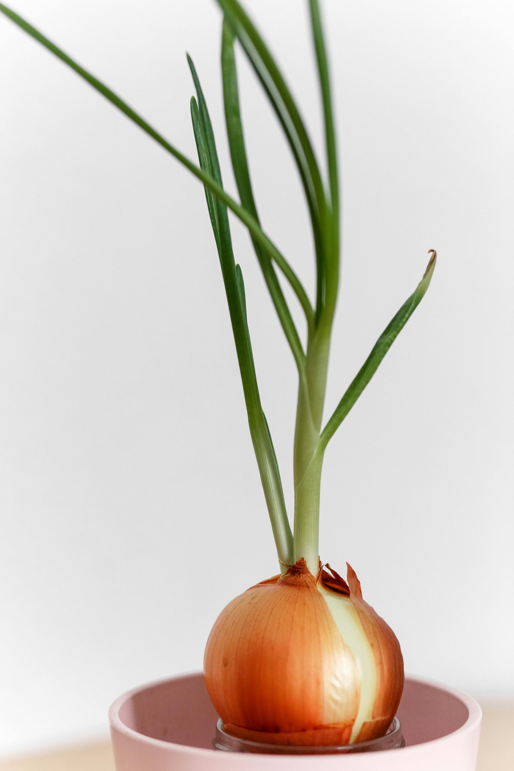 Report | Onion and hair growth?