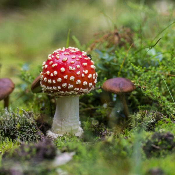 Report | Psychedelic Compounds and Their Potential Anti-Aging Effects