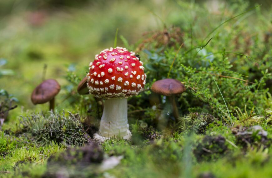 Report | Psychedelic Compounds and Their Potential Anti-Aging Effects