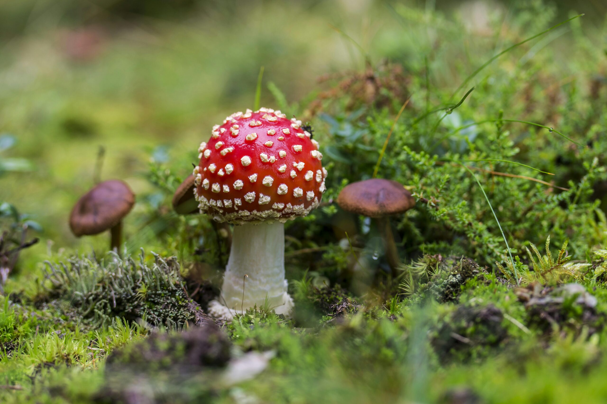 Report | Psychedelic Compounds and Their Potential Anti-Aging Effects
