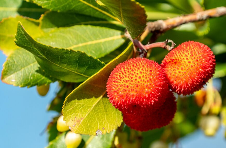 Title: Mediterranean Berries Show Promise in Reducing Inflammation for Inflammatory Bowel Disease Patients