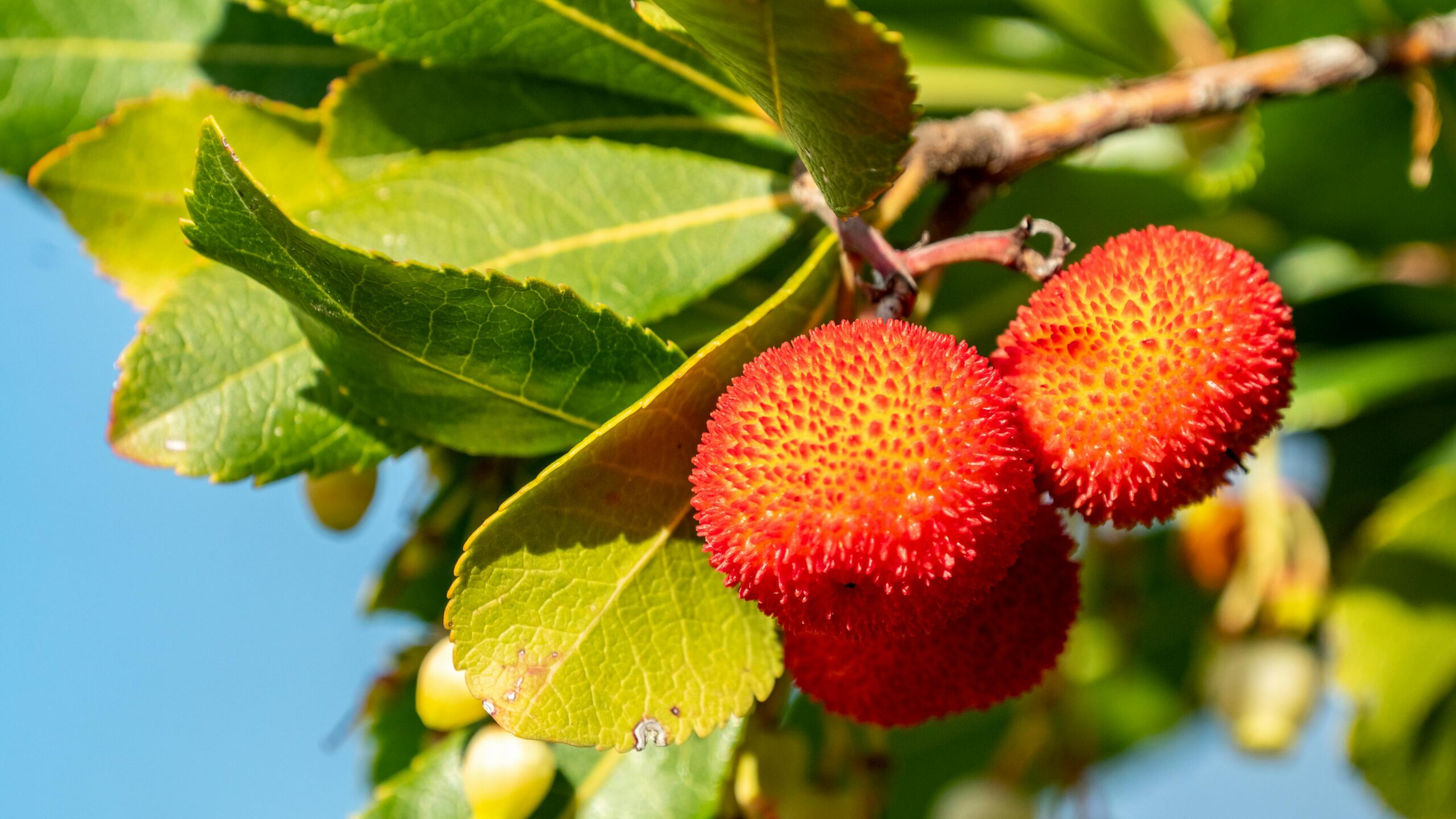 Title: Mediterranean Berries Show Promise in Reducing Inflammation for Inflammatory Bowel Disease Patients
