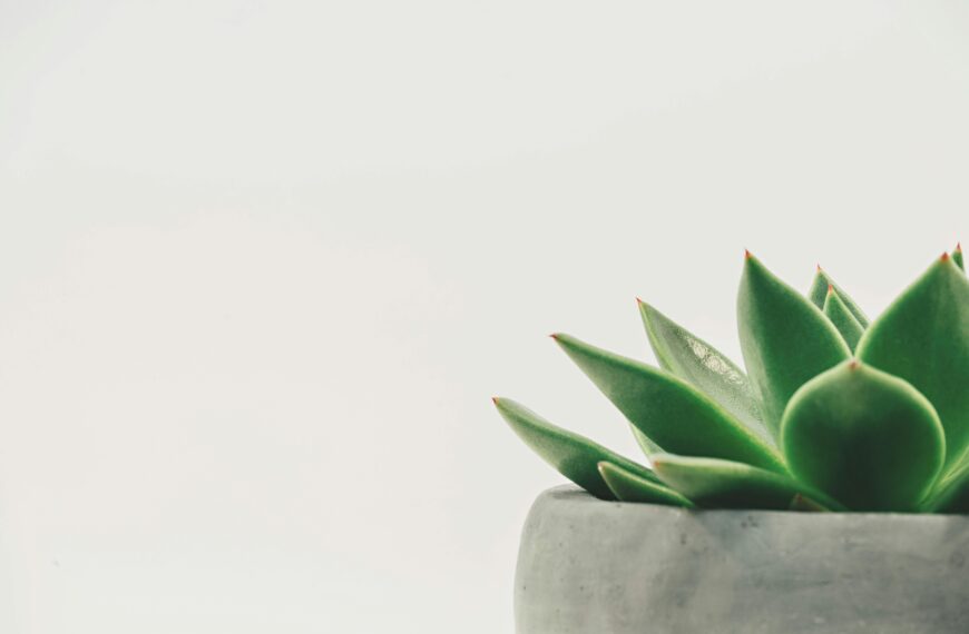 Report | Are your House Plants Angry because of your Ripening Fruit nearby?