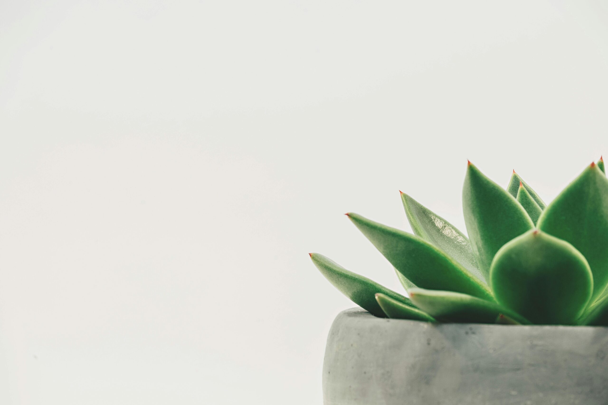 Report | Are your House Plants Angry because of your Ripening Fruit nearby?