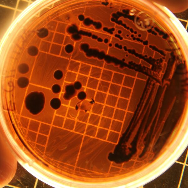 Report | AI-Predicted Survival of Listeria monocytogenes in Disinfectants