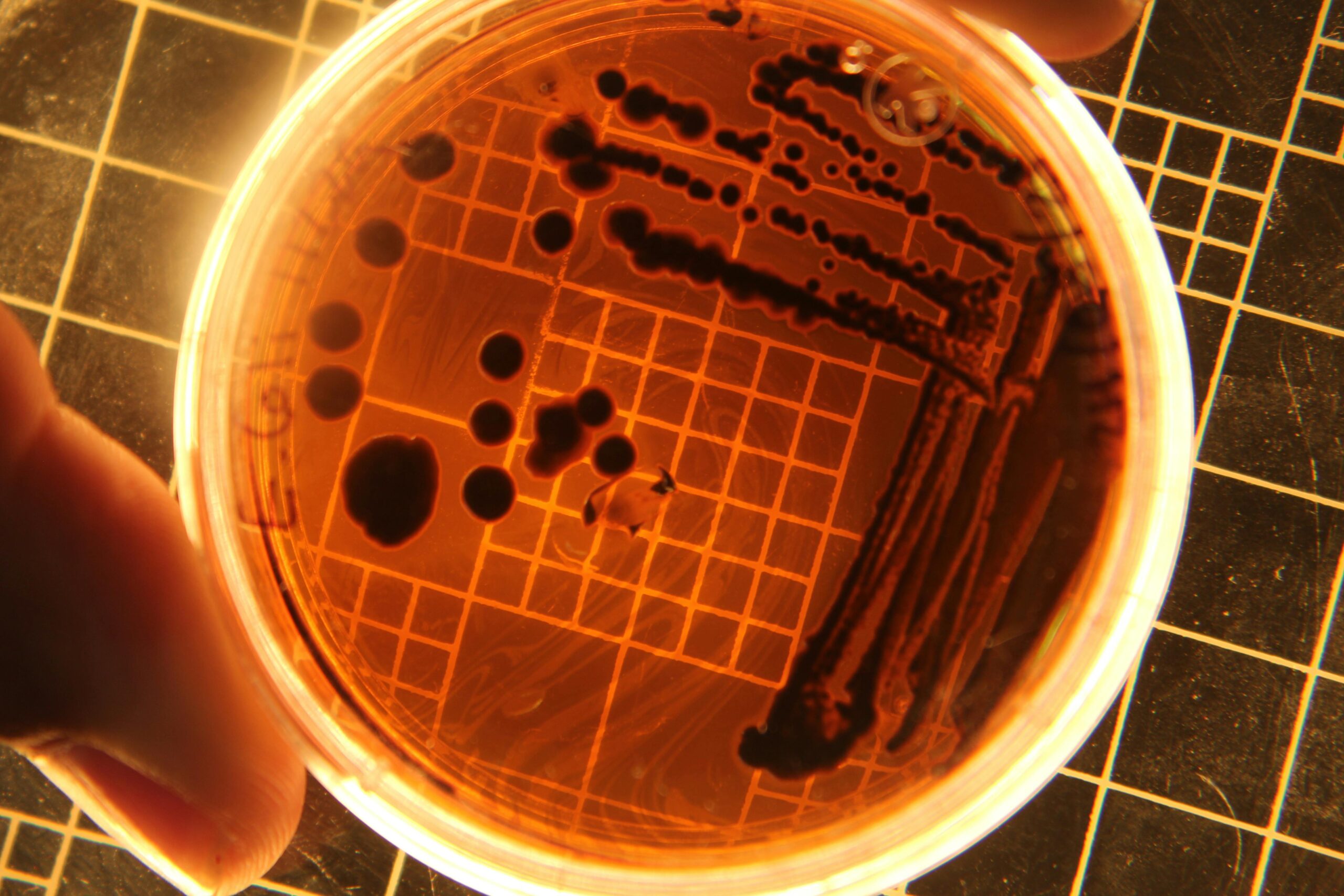 Report | AI-Predicted Survival of Listeria monocytogenes in Disinfectants